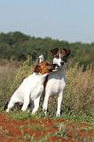 FOX TERRIER POIL LISSE 108